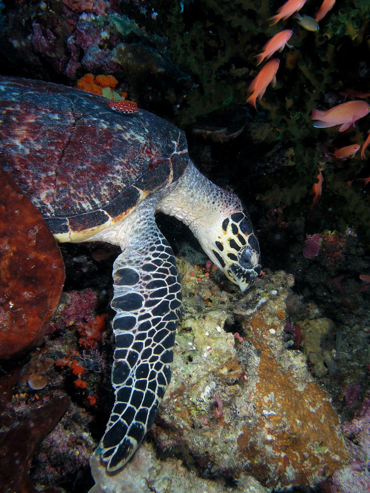 A sea turtle feeds on a coral bommie surrounded by orange anthias in Komodo National Park, typical of Siaba Besar's "Turtle City".
