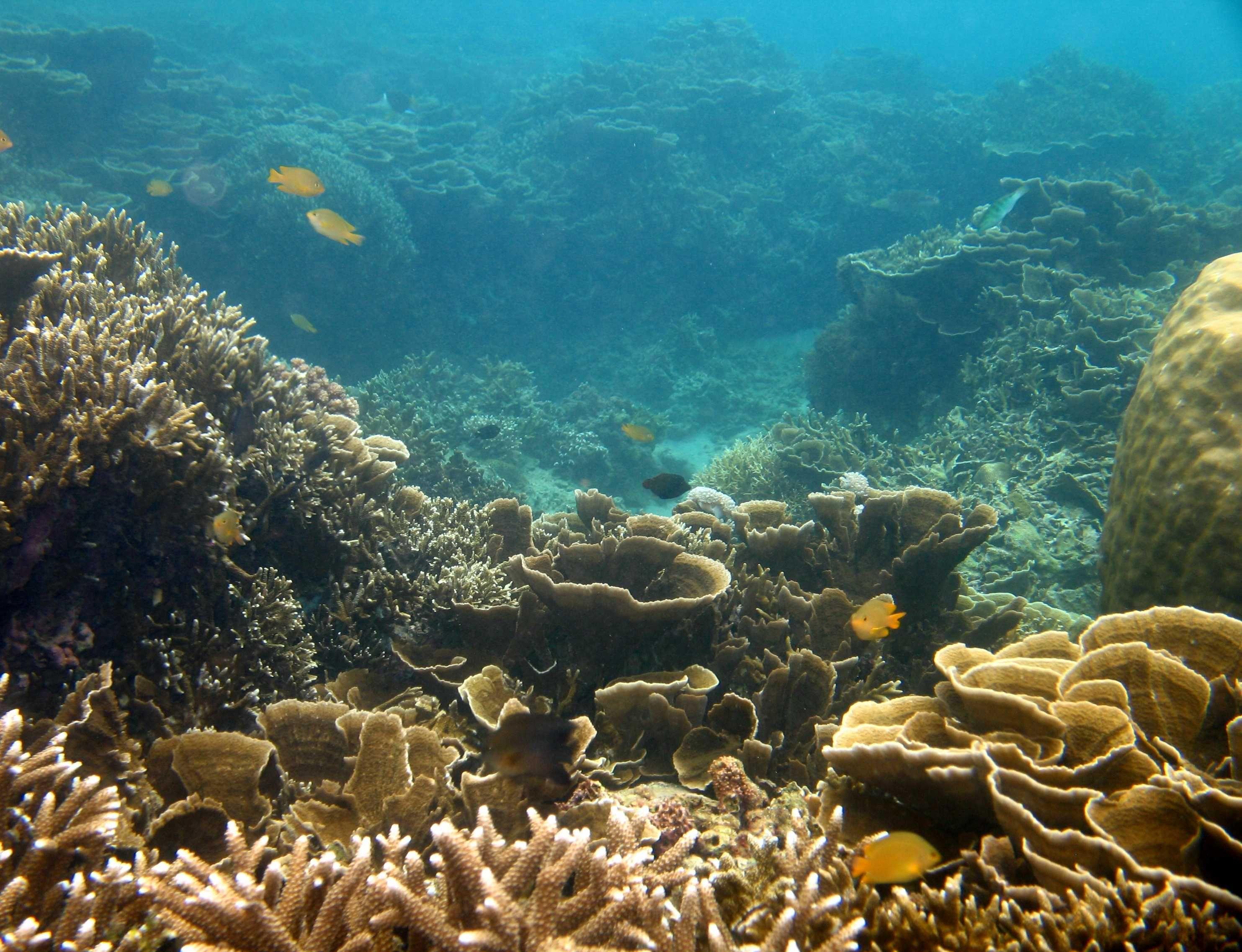 A colorful hard- and soft-coral reef slope in the clear waters off Anilao, Batangas.