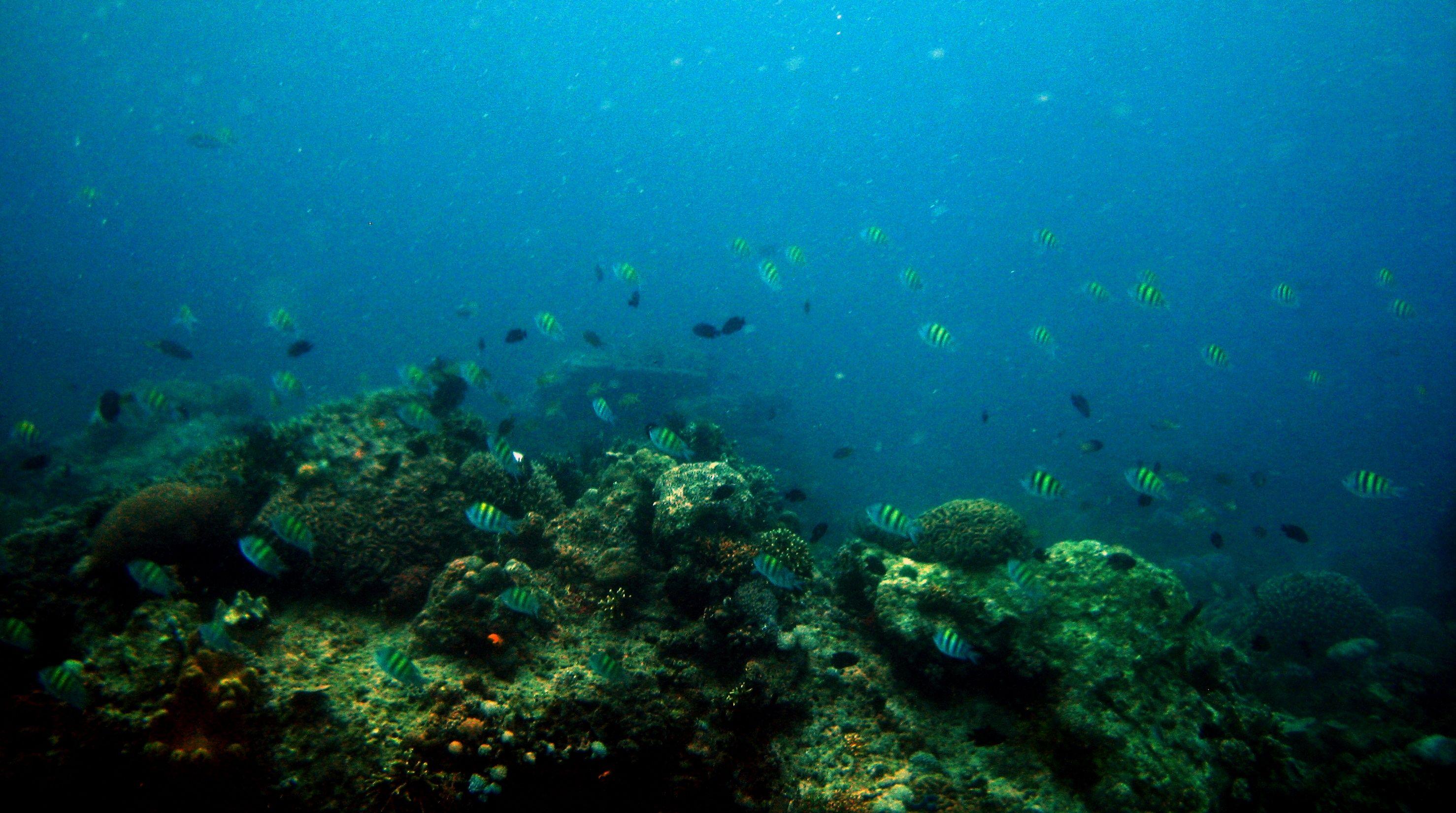 An underwater reef-and-sand view in the shallows off Mabini, Anilao.