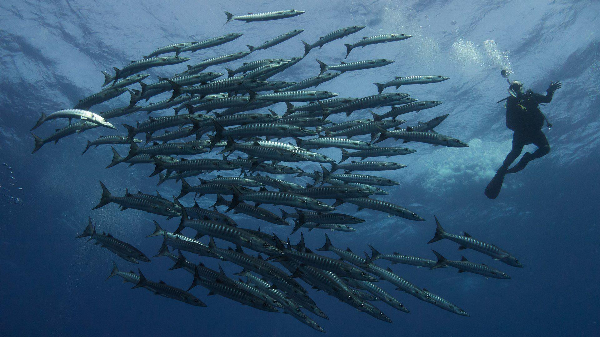 Aggregating school of blackfin barracuda in blue water, evoking the barracuda and jack schools of Cathedral wall, Balicasag Island