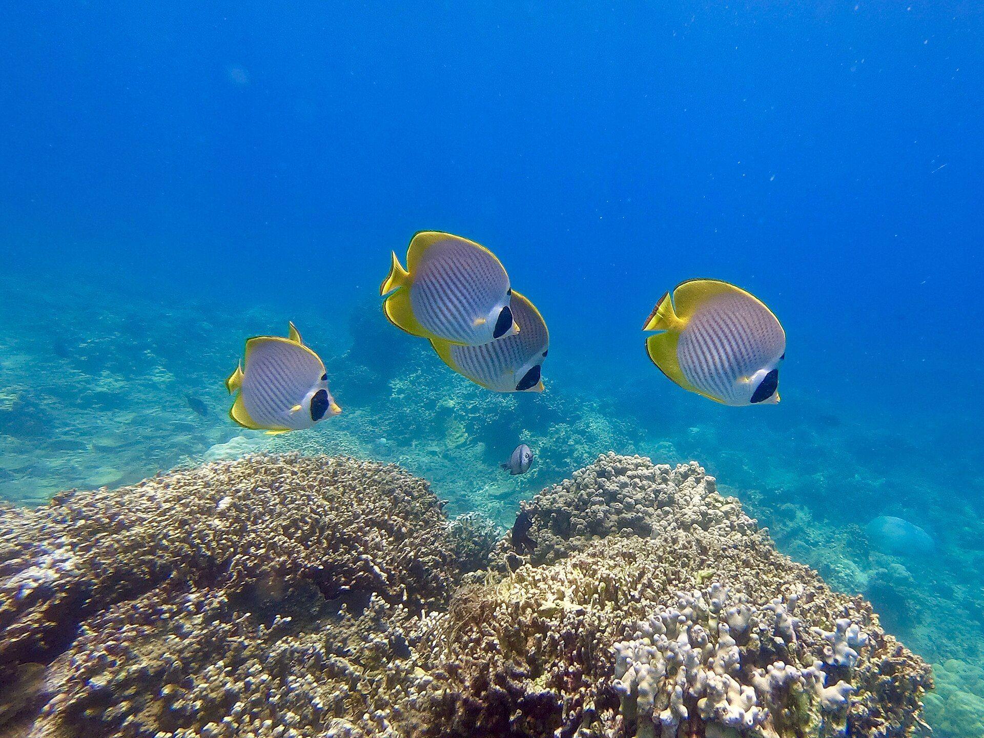 Butterfly fish over a coral reef inside the Verde Island National Marine Reserve, Philippines.