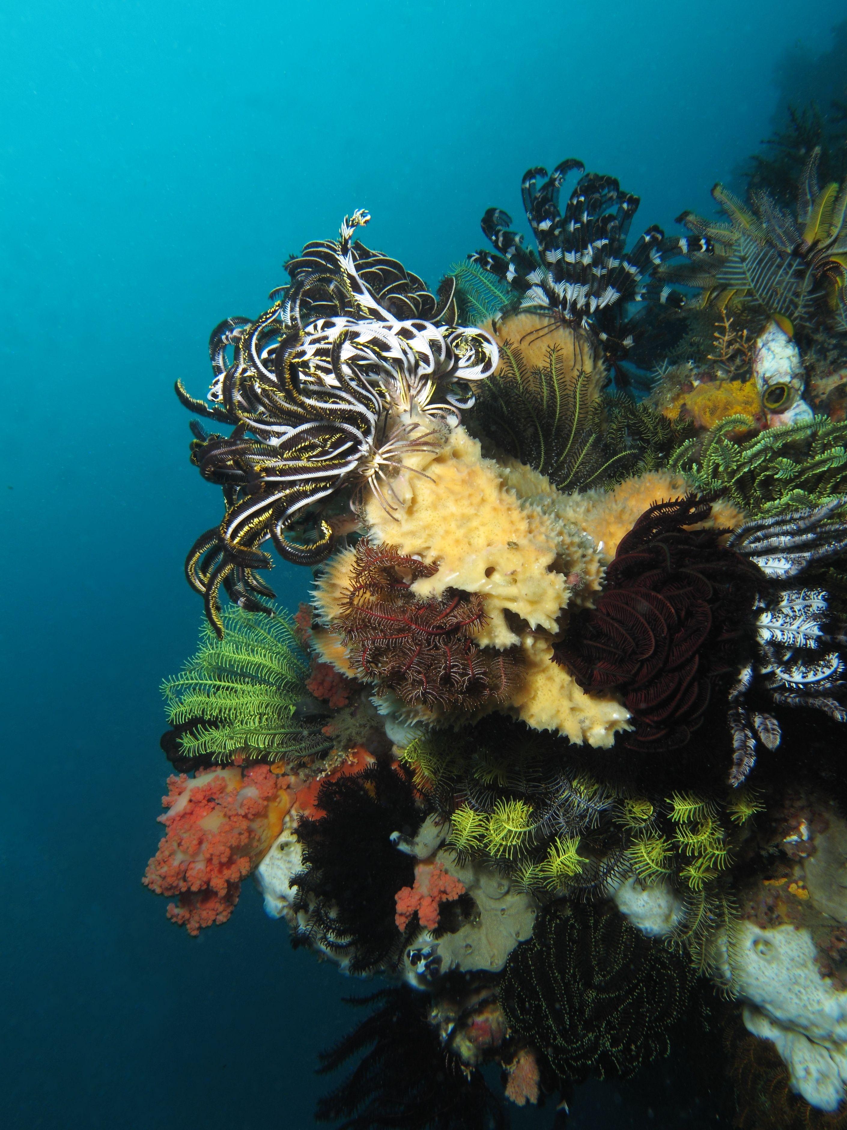 Crinoids quilting a soft-coral reef in southern Komodo National Park, the dense invertebrate growth that carpets the Three Sisters pinnacles.