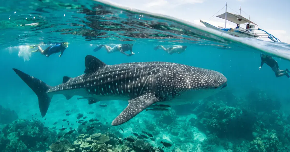 Southern Leyte Diving: Sogod Bay's Whale Sharks and Walls