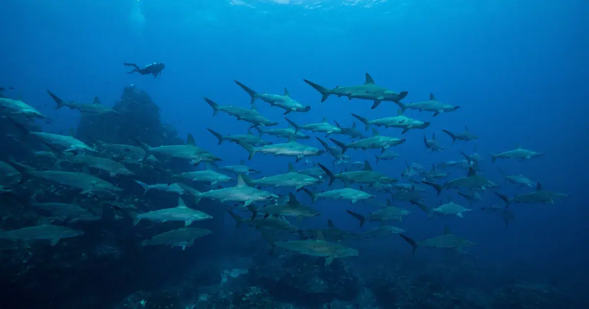 Cocos Island Diving: The Hammerhead Liveaboard Expedition Guide