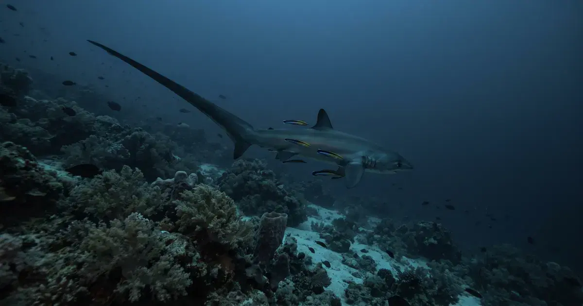 Thresher Shark Diving in Malapascua: Monad Shoal at Dawn