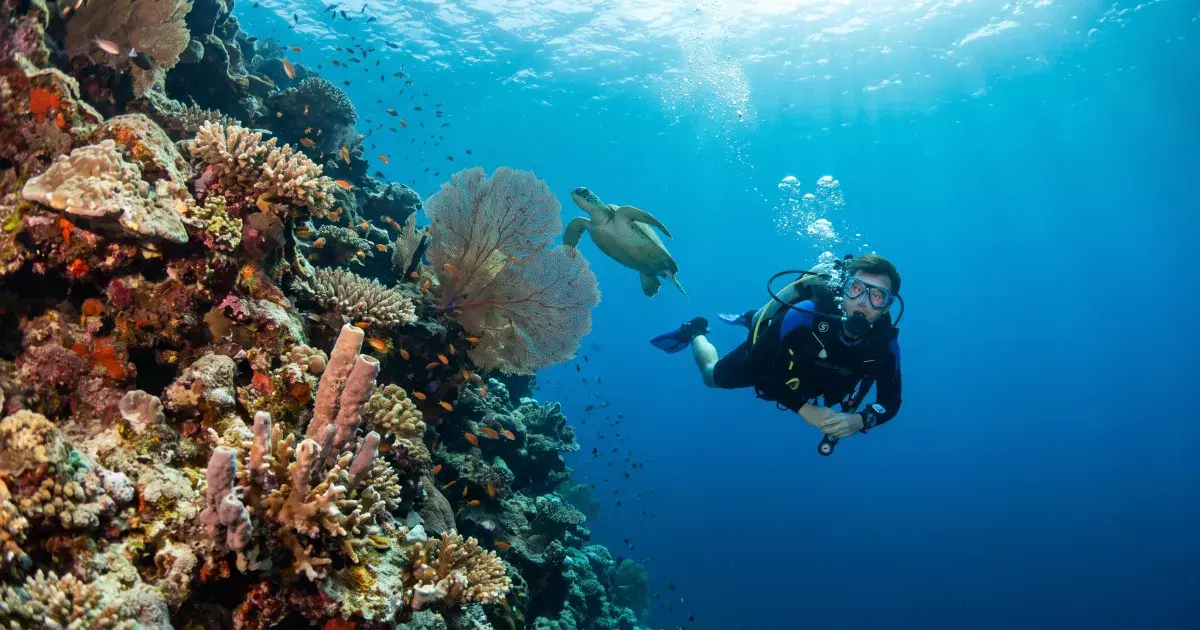 Panglao Diving Guide: Balicasag, Walls & Where to Base Yourself