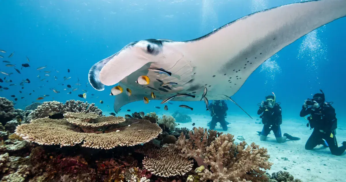 Diving Manta Bowl at Ticao Pass: Mantas in the Philippine Current