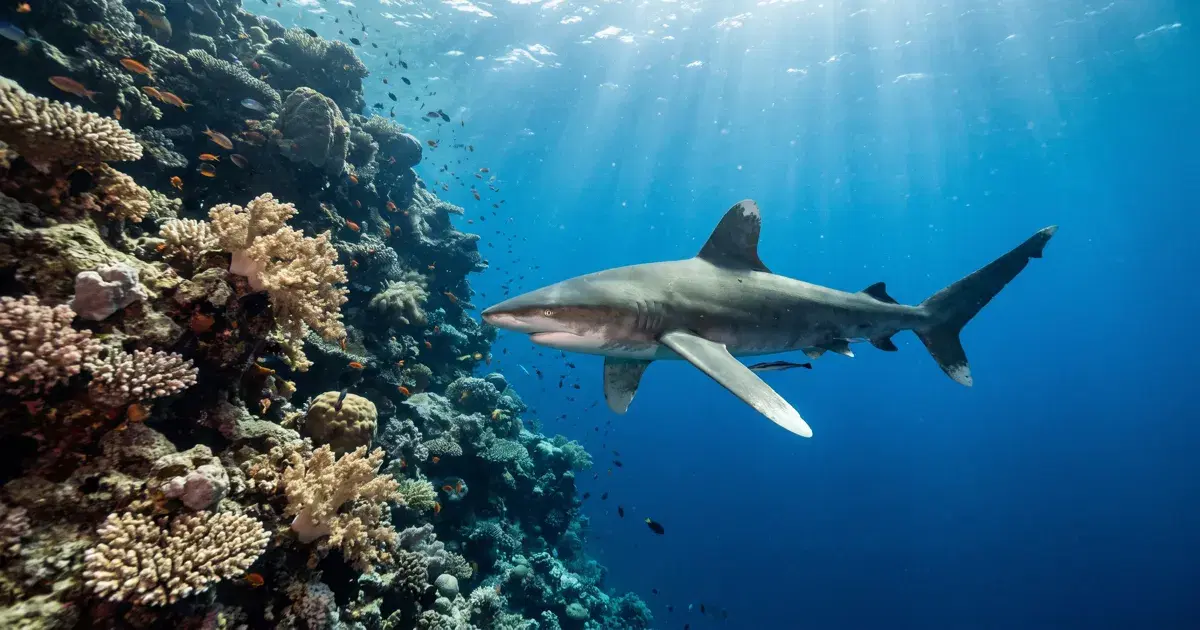 Brothers Islands Diving: Egypt's Liveaboard-Only Shark Outpost