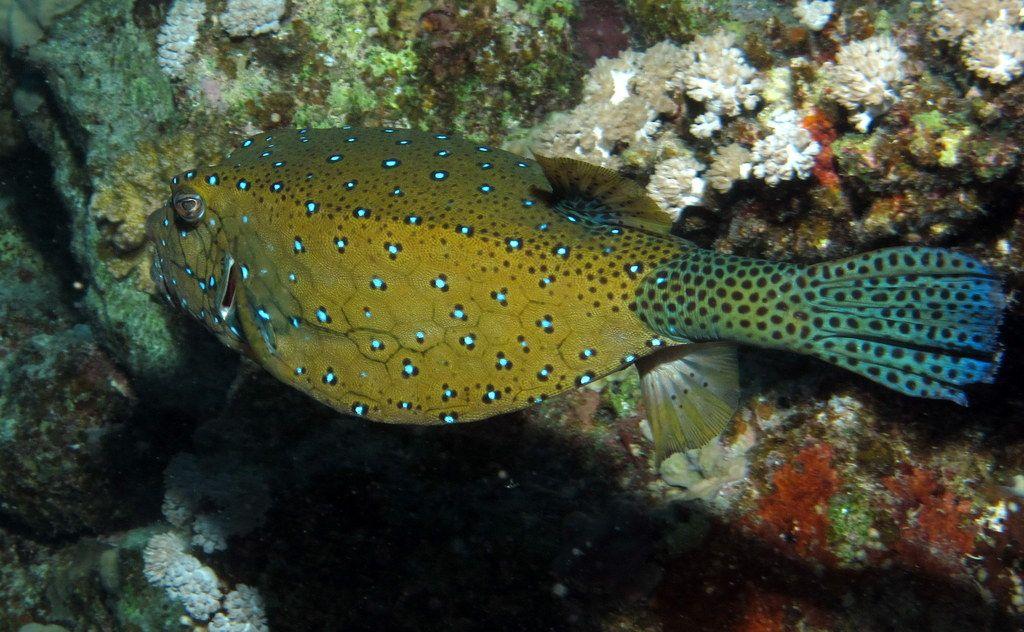 Yellow Boxfish