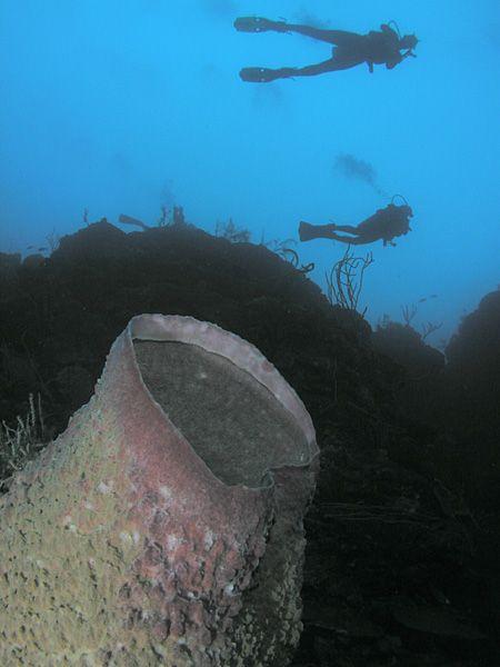 Barrel Sponge