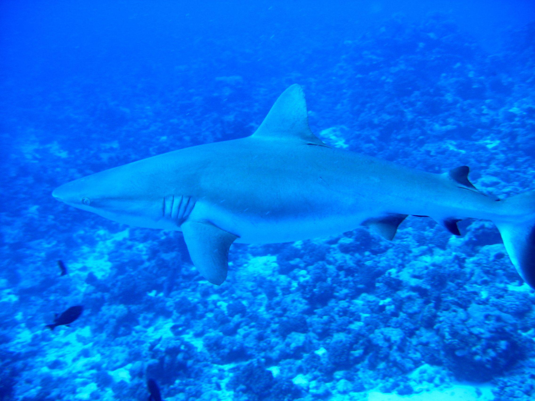 Grey Reef Shark
