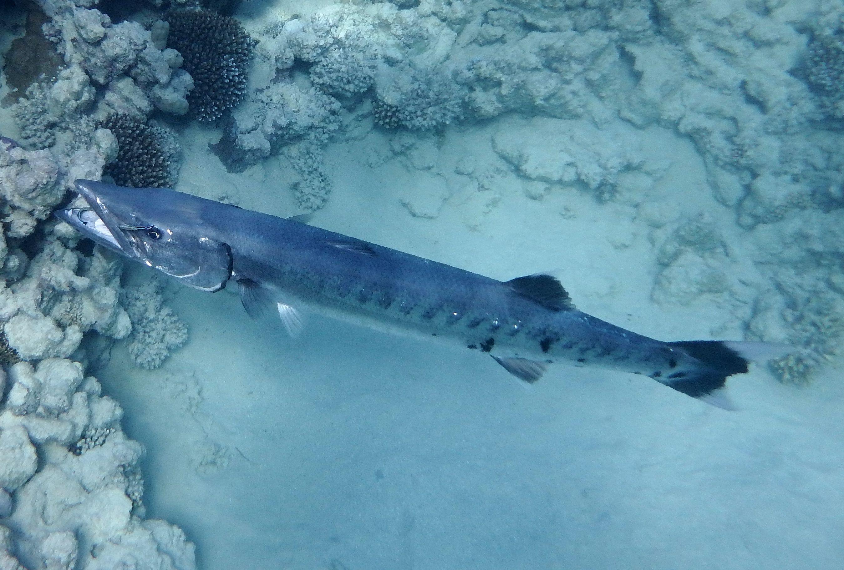 Great Barracuda