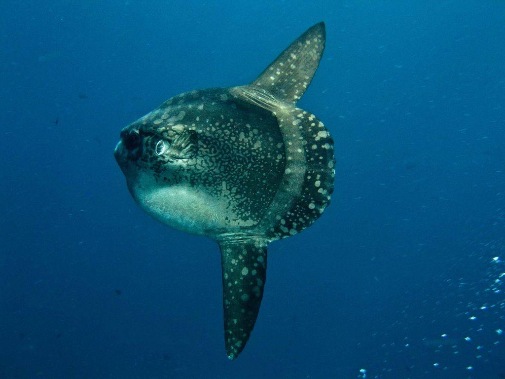 Ocean Sunfish (Mola mola)