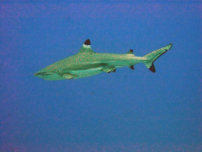 Blacktip Reef Shark