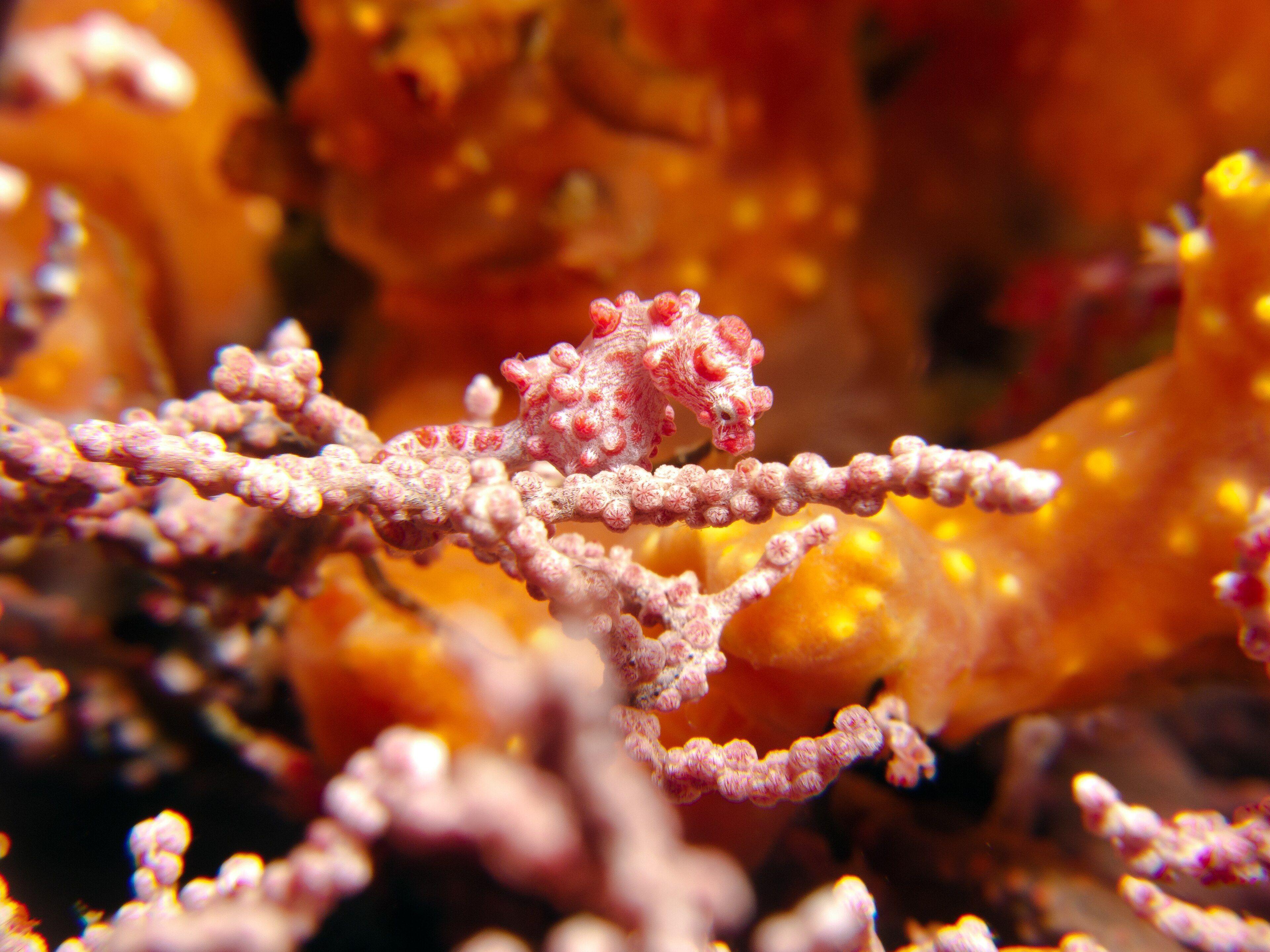 Pygmy Seahorse