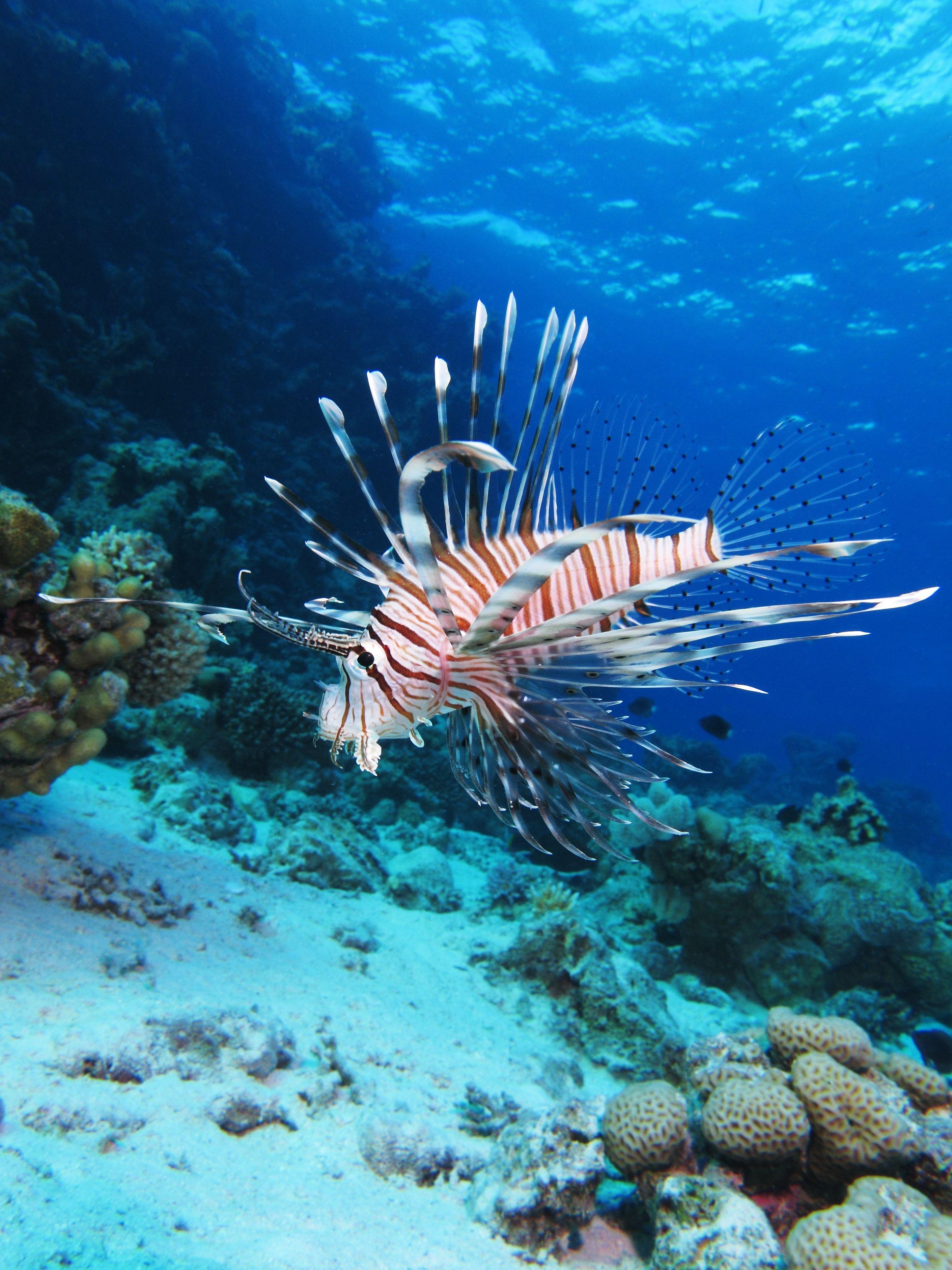 Red Lionfish