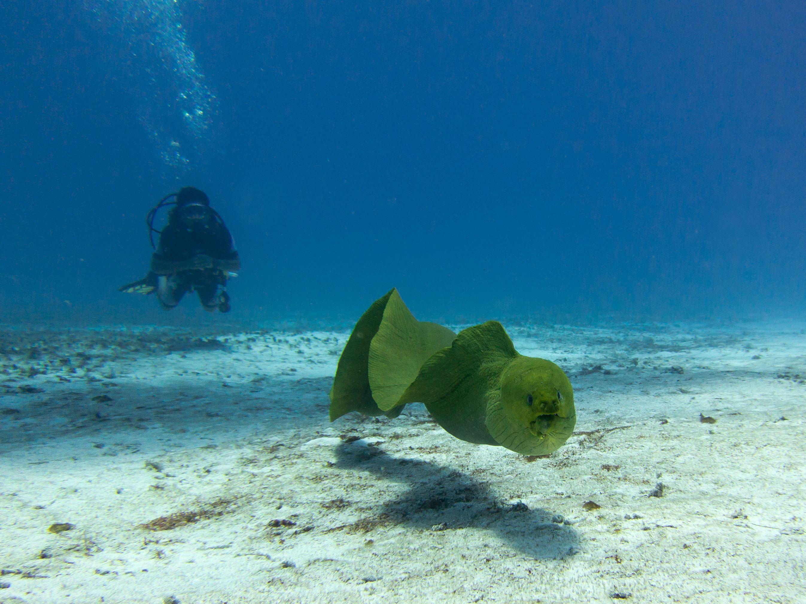 Giant Moray