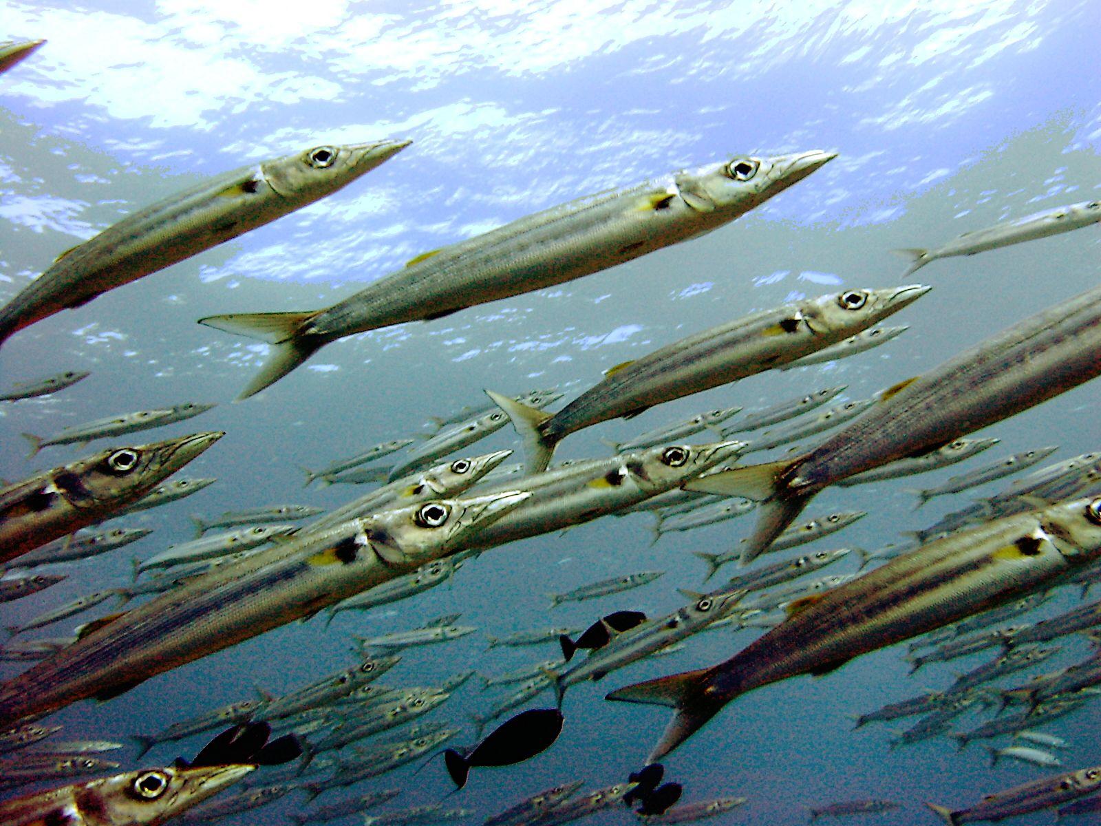 Bigeye Barracuda