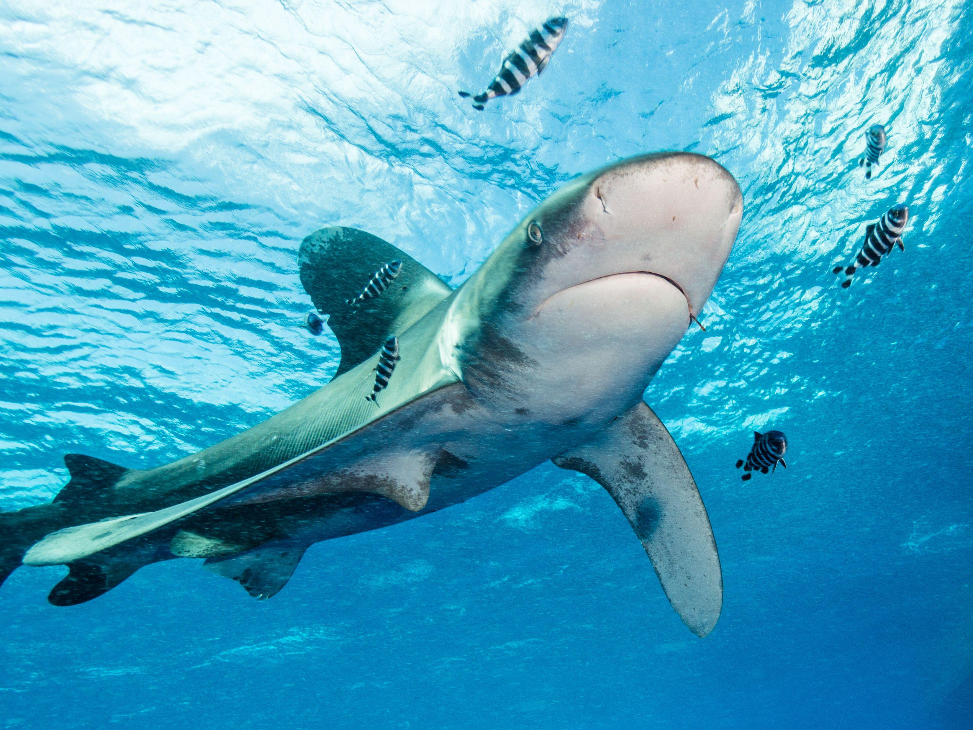 Whitetip Reef Shark