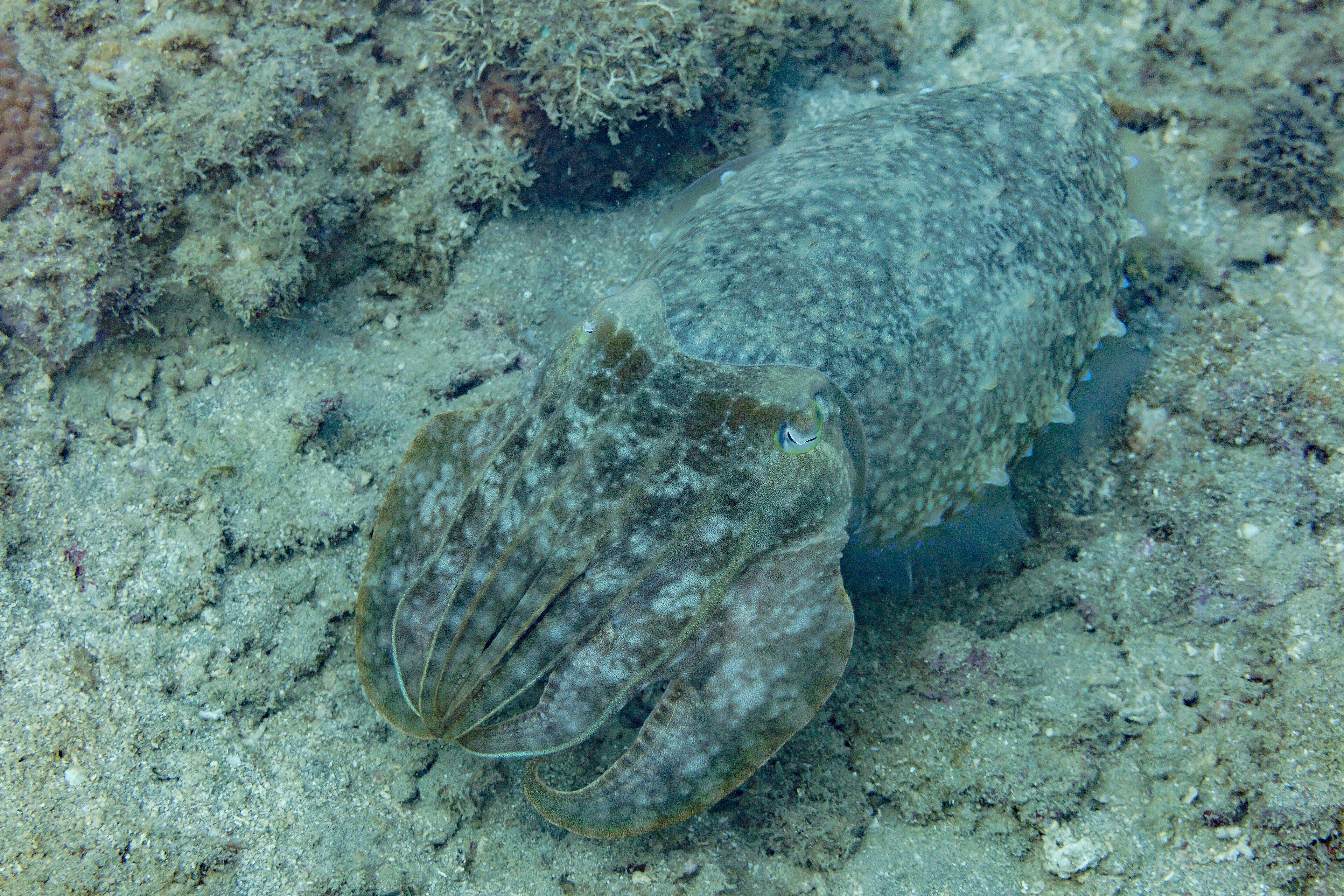 Broadclub Cuttlefish