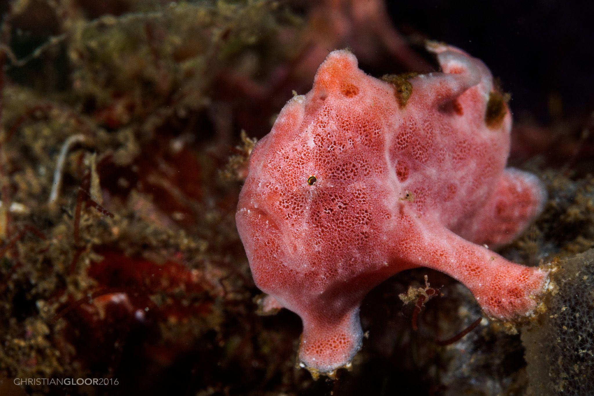 Painted Frogfish