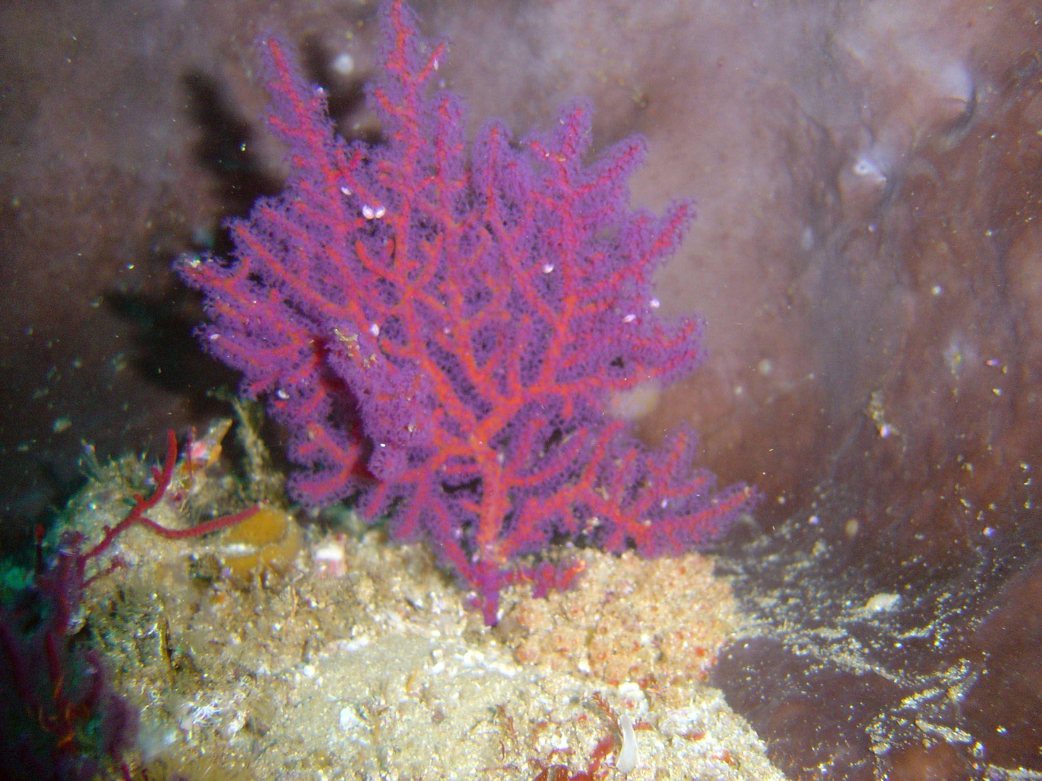 Gorgonian Sea Fan