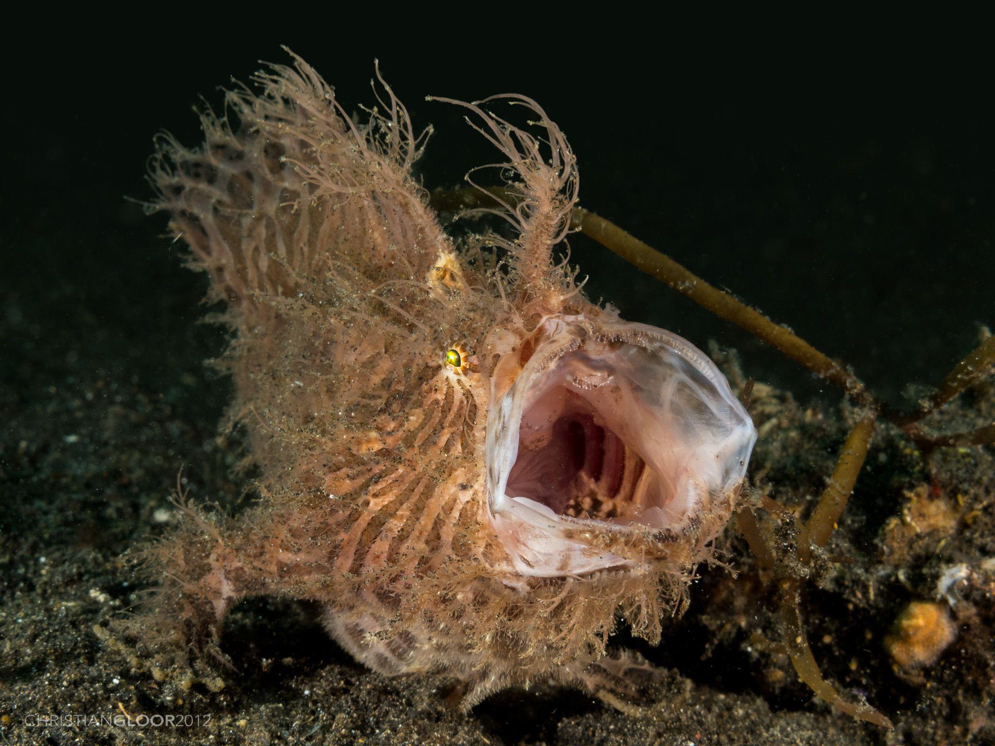 Hairy Frogfish