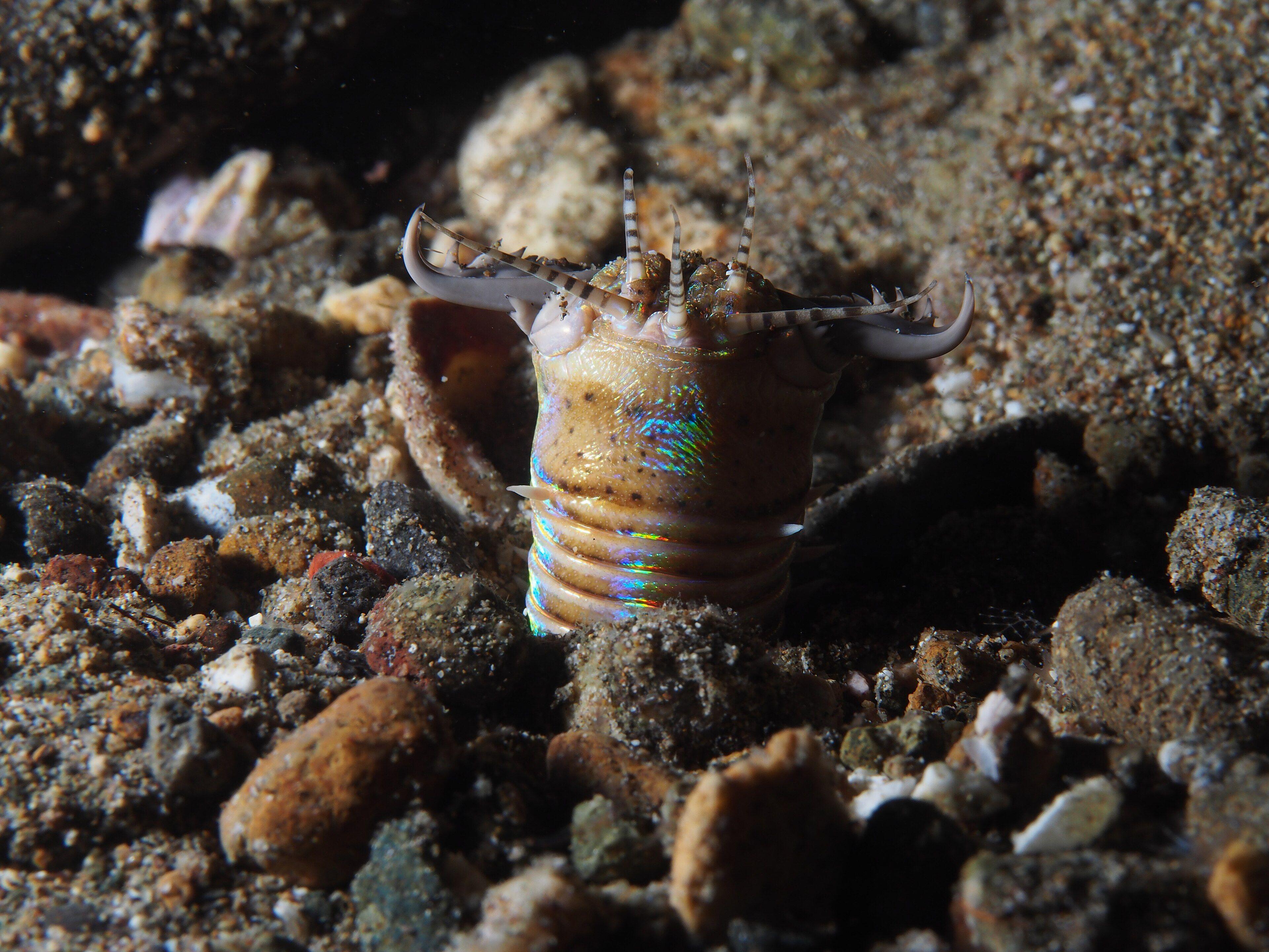 Bobbit Worm