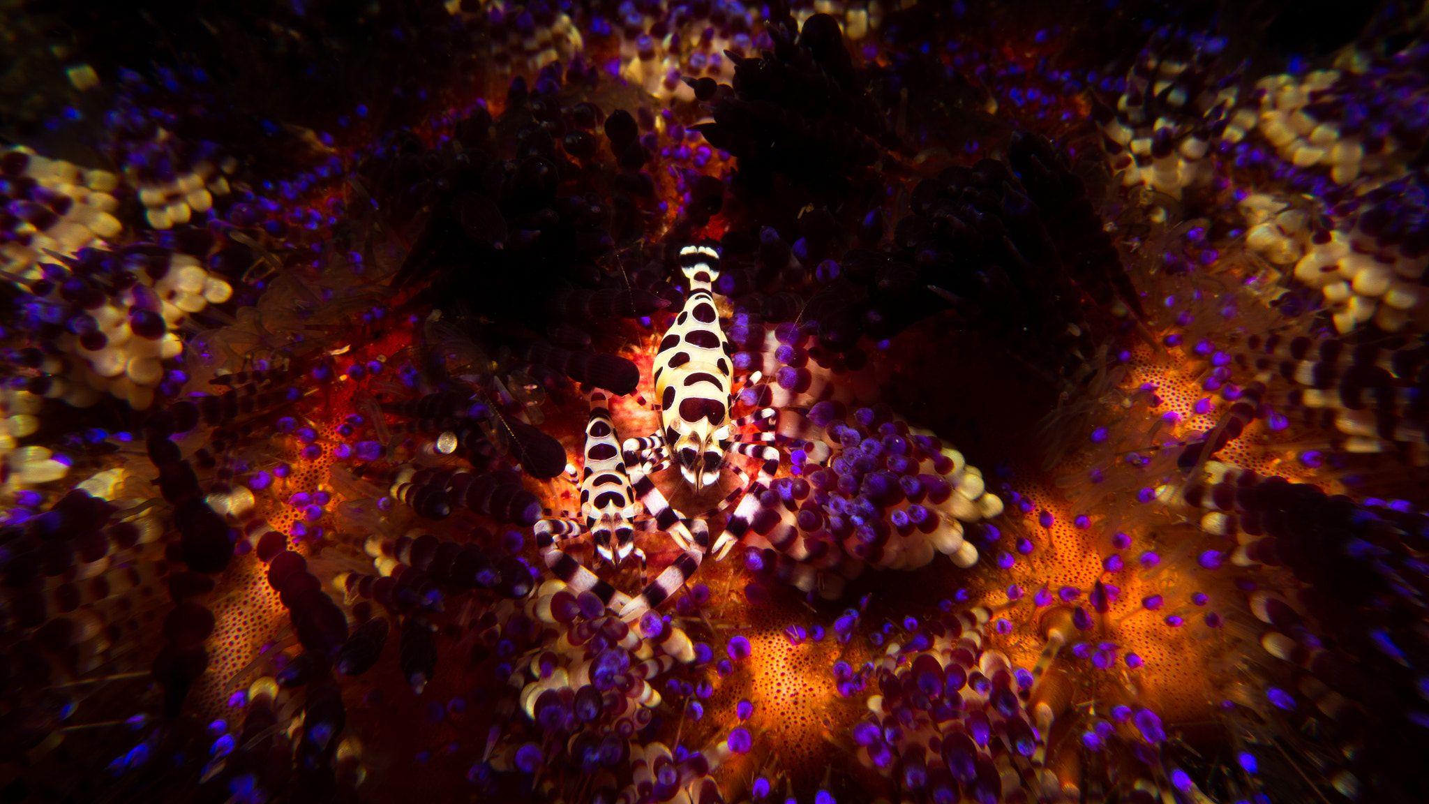 Fire Urchin