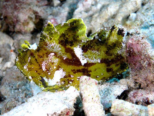 Leaf Scorpionfish