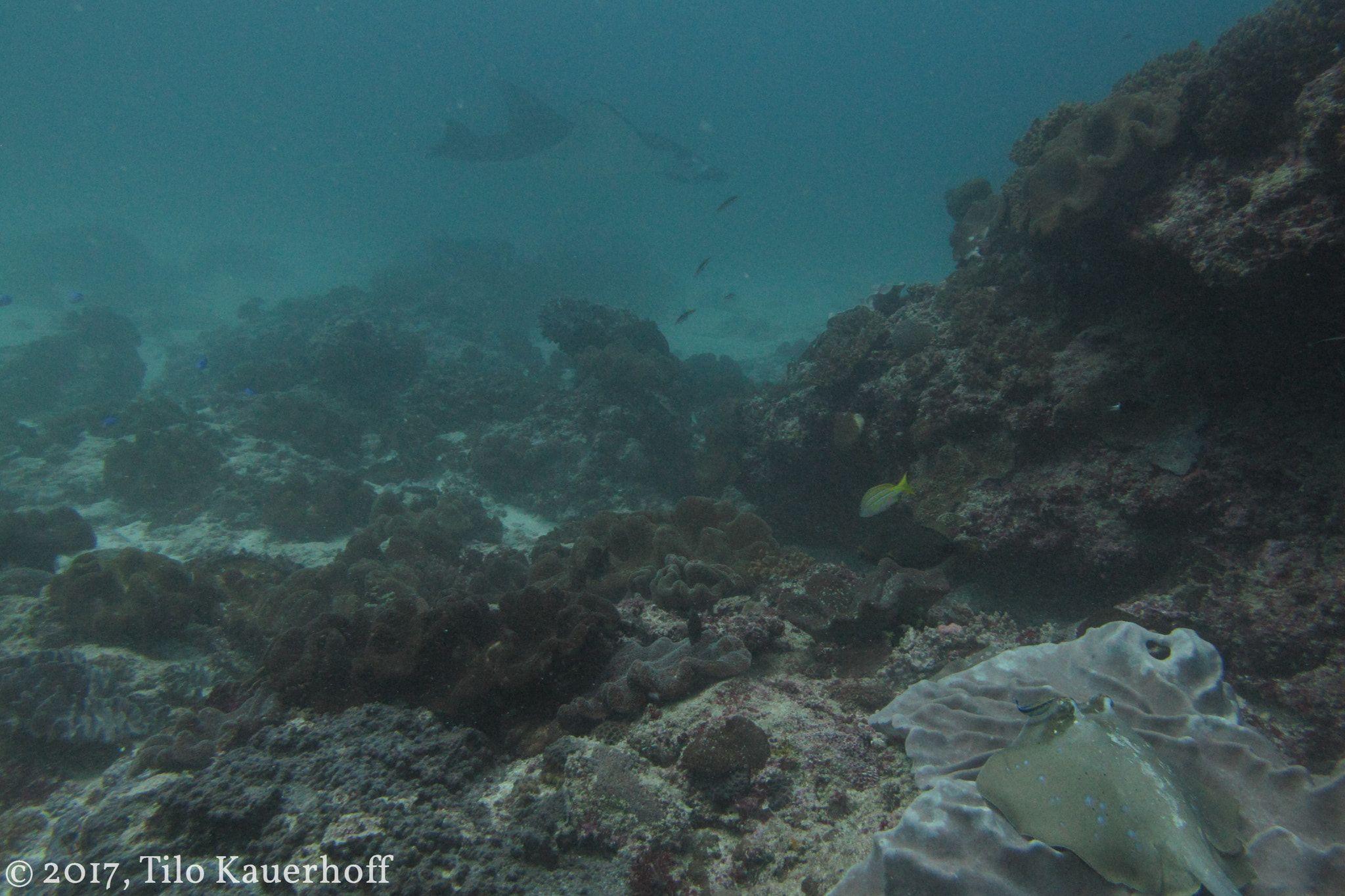 Manta Ray