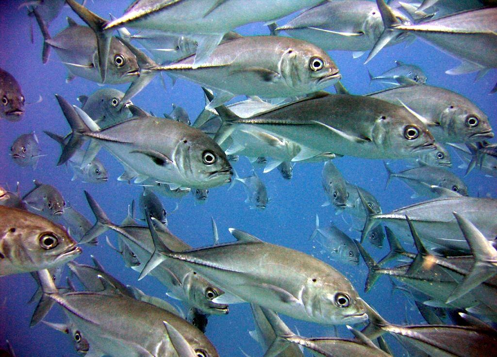 Bigeye Trevally