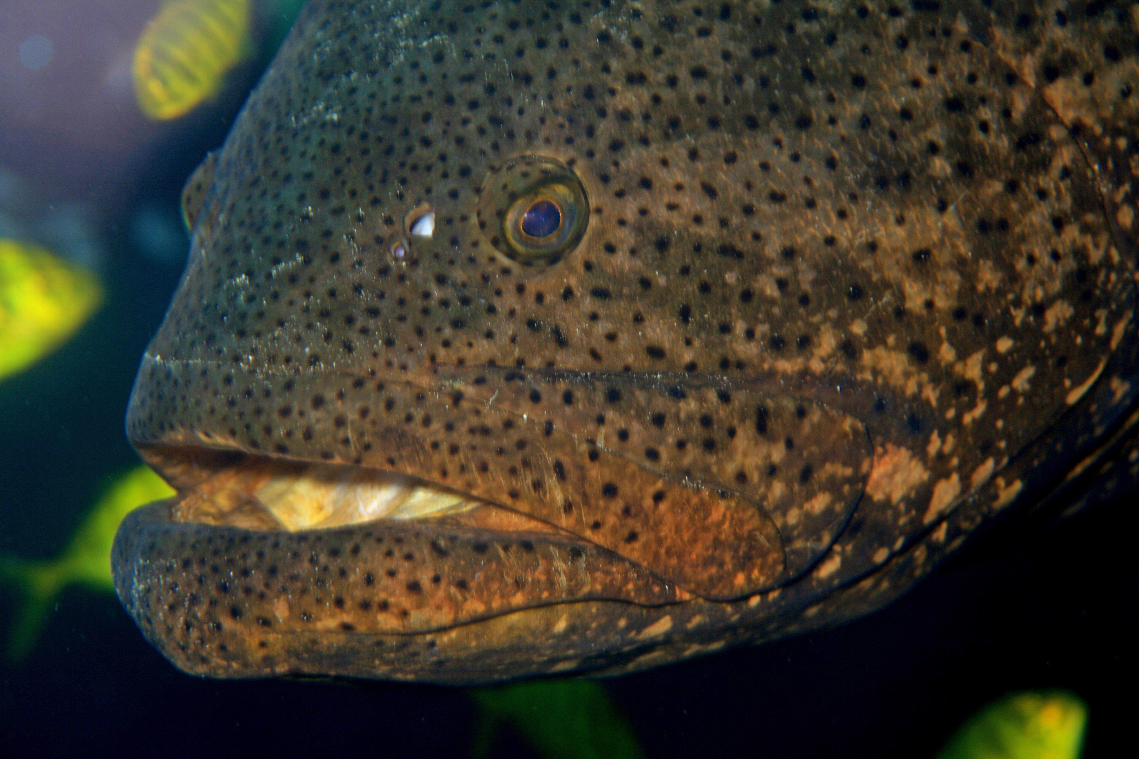 Goliath Grouper