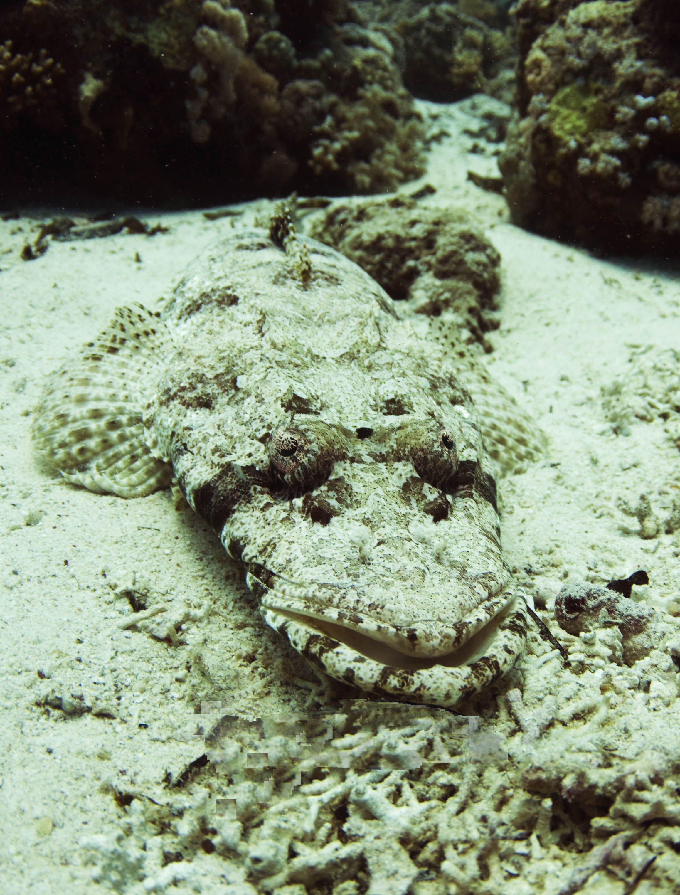 Crocodilefish