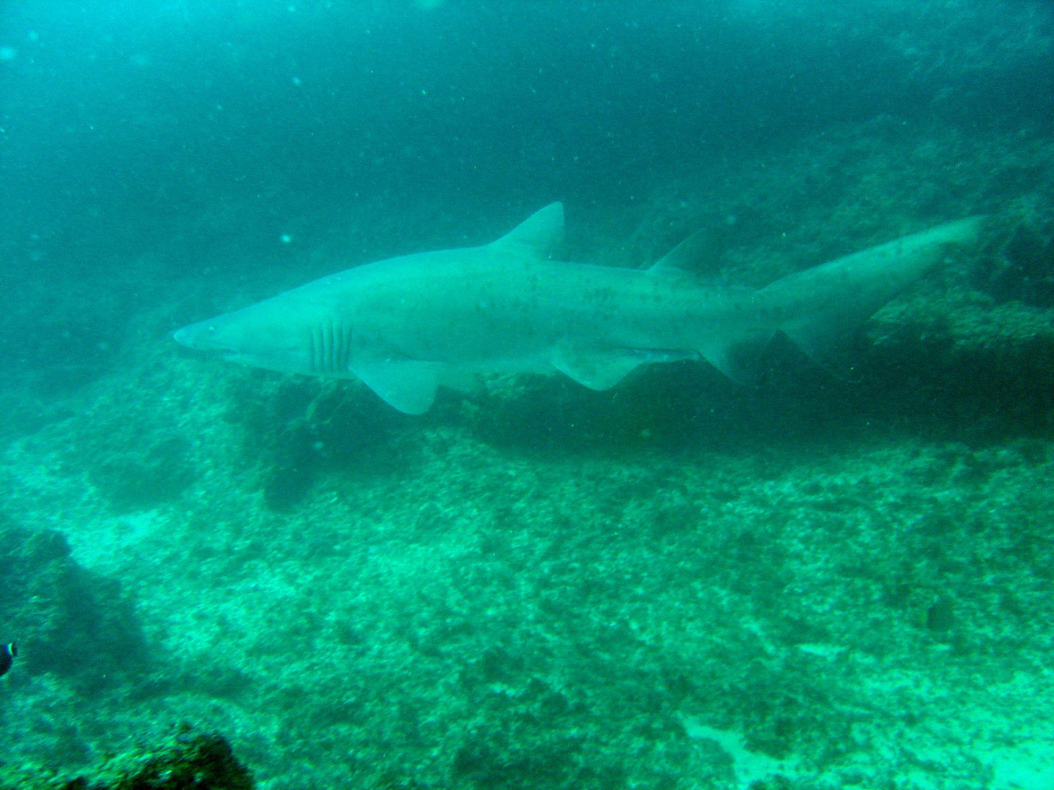 Ragged-tooth Shark