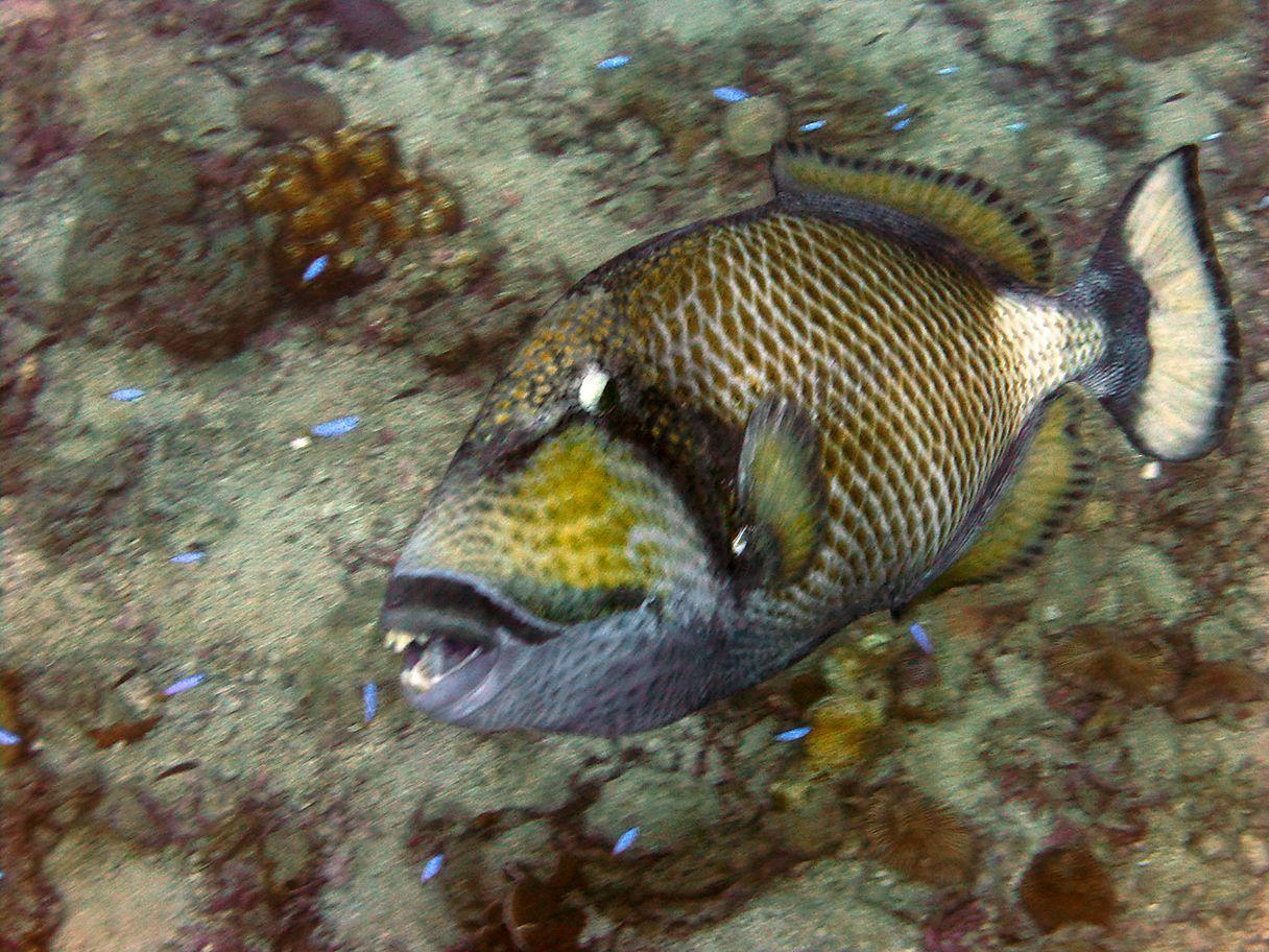 Titan Triggerfish