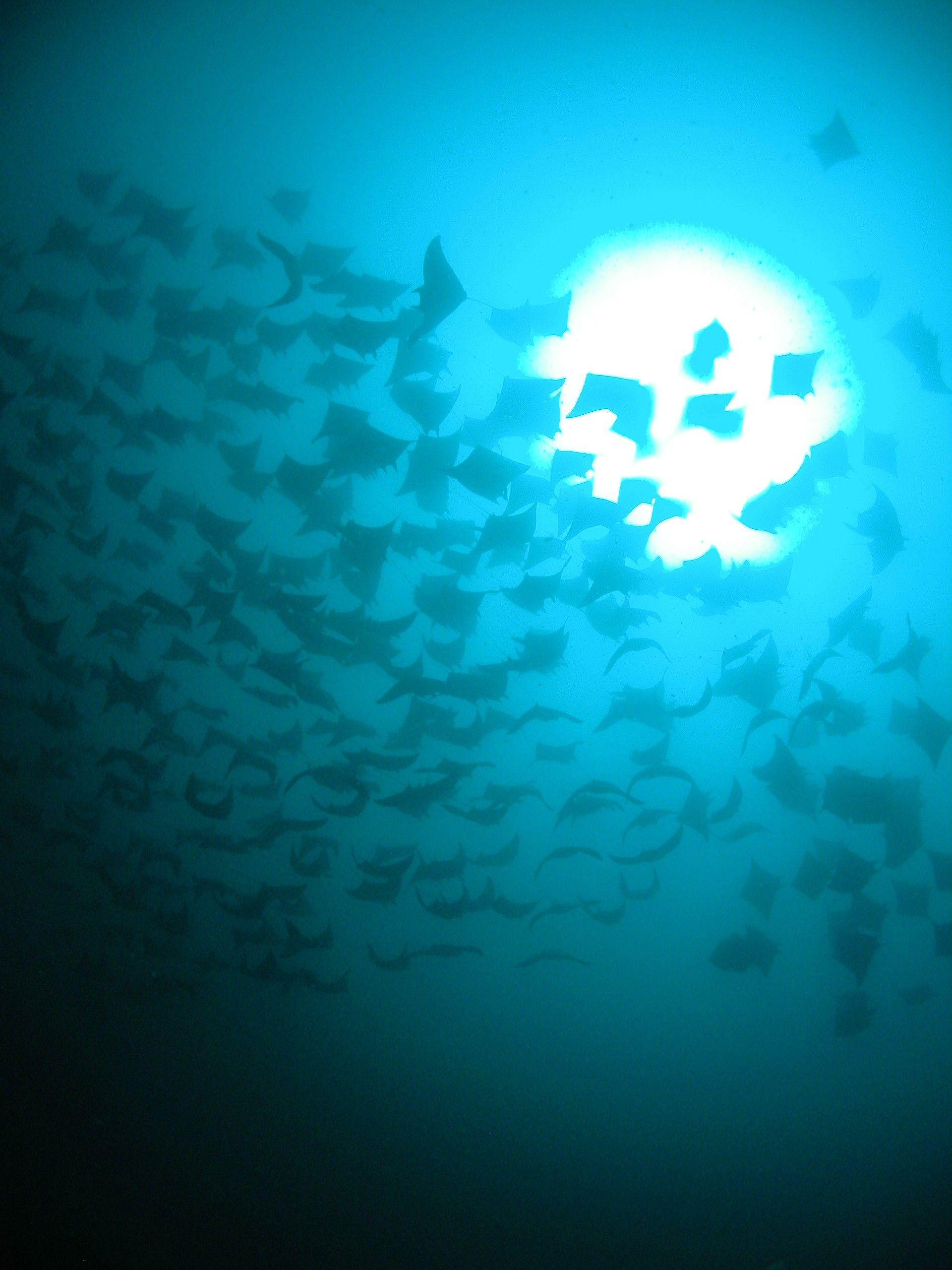Mobula Ray