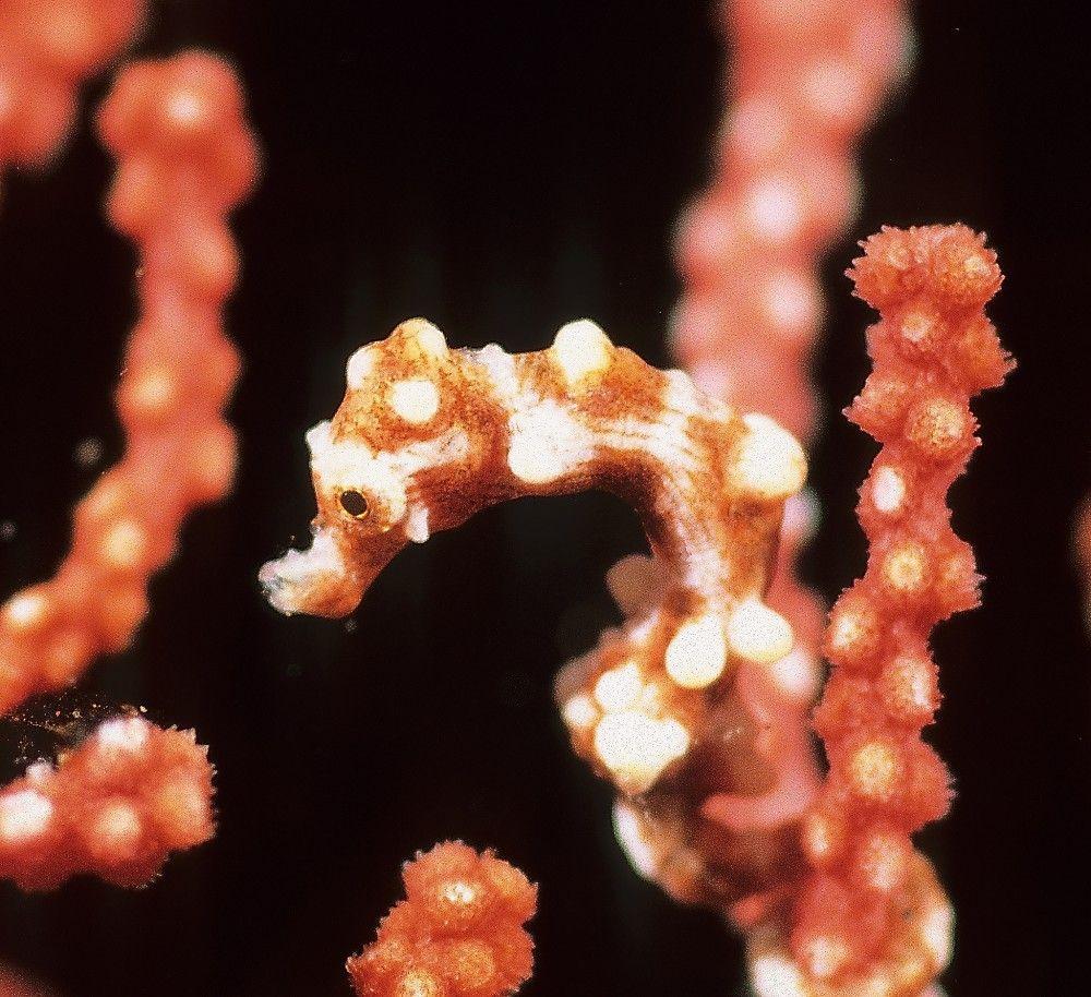 Denise's Pygmy Seahorse