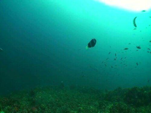 Devil Ray