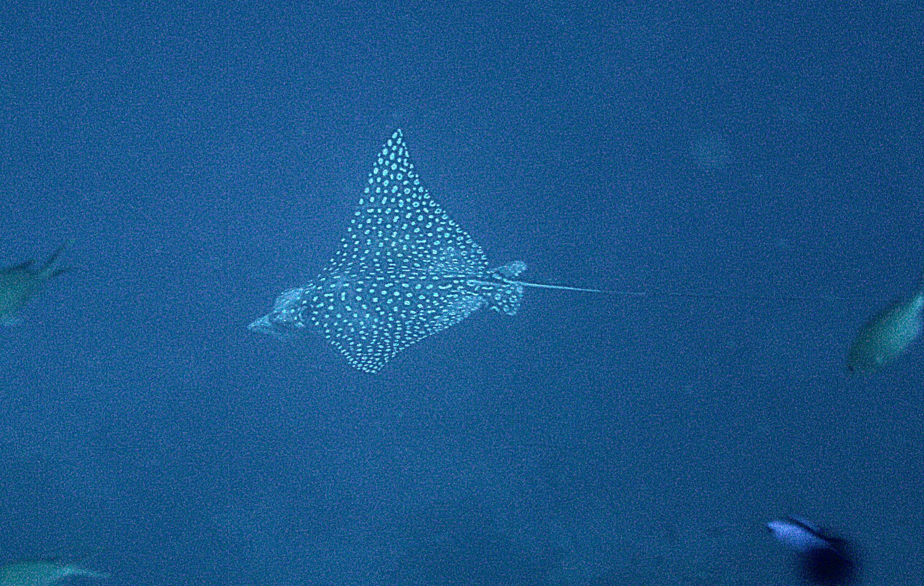 Spotted Eagle Ray