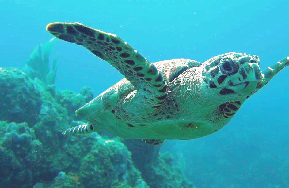 Hawksbill Turtle